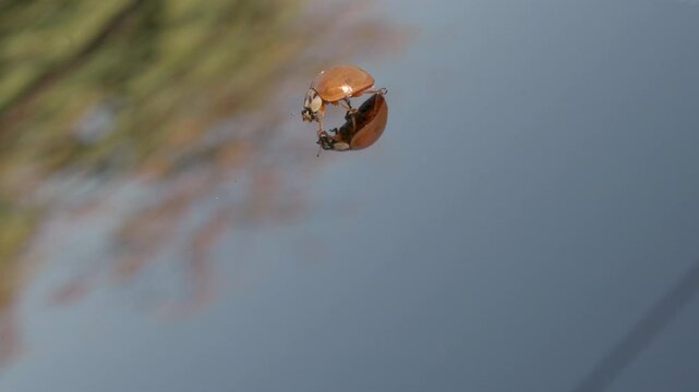 Ladybug Resting on Car Windshield.