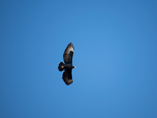 Klippenadler (Aquila verreauxii), Kaffernadler, Felsenadler
