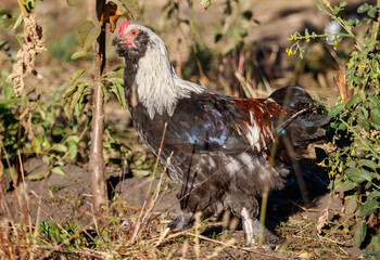 A chicken is walking through a field of tall grass