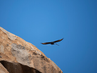 Klippenadler (Aquila verreauxii), Kaffernadler, Felsenadler