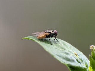 house fly on a leaf with a blurred background