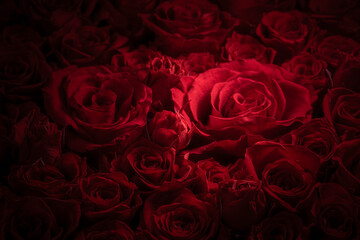 情熱的な赤い薔薇が一面に広がる美しい背景