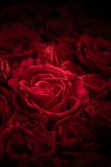 情熱的な赤い薔薇が一面に広がる美しい背景
