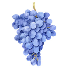 Watercolor blue grapes. Illustration of purple fruit isolated on white background. Grape symbol for wine, juice, jam labels. Clipart for winery, cafe, restaurant.