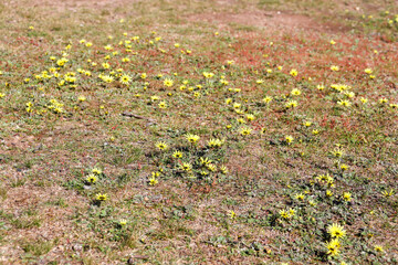 Obraz premium yellow daisies in field