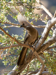 Graulärmvogel (Crinifer concolor)
