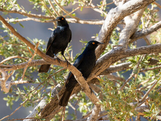 Fahlflügelstar (Onychognathus nabouroup)