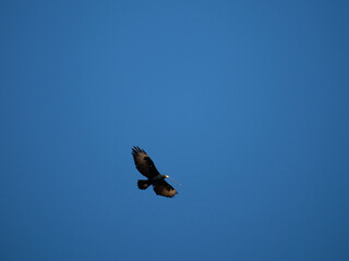 Klippenadler (Aquila verreauxii)