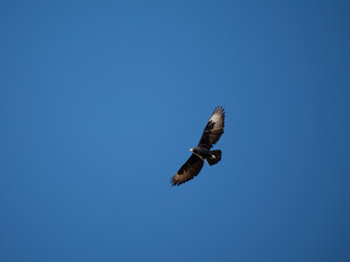Klippenadler (Aquila verreauxii)