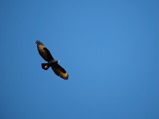 Klippenadler (Aquila verreauxii)