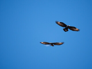 Klippenadler (Aquila verreauxii)