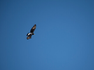 Klippenadler (Aquila verreauxii)