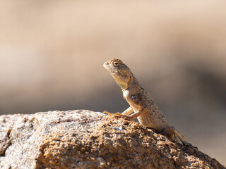 Krötenkopfagame (Agama aculeata)