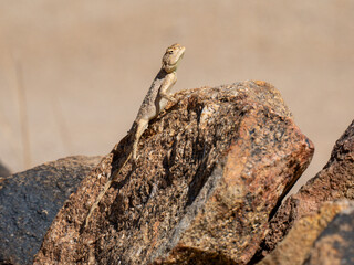 Krötenkopfagame (Agama aculeata)