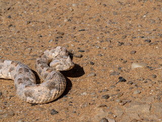 Gehörnte Puffotter (Bitis caudalis)
