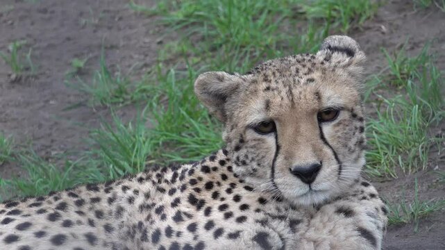 Cheetah resting 4K in animal refuge at Galicia, Spain. High quality 4k footage