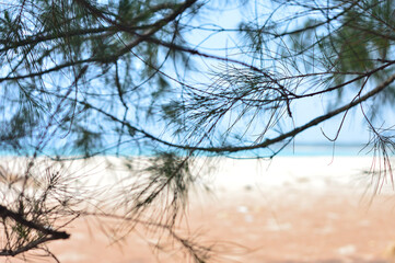 Selective focus of beautiful pine tree branches and leaves with blurred view of beach at the back