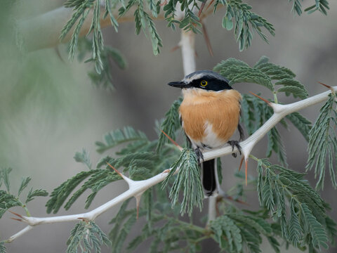 Priritschn&auml;pper (Batis pririt)