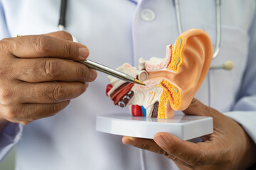Asian doctor holding human ear model to learn and treat hearing loss in patient.