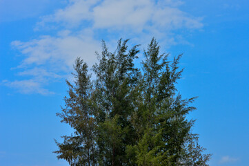 pine tree branches against sky