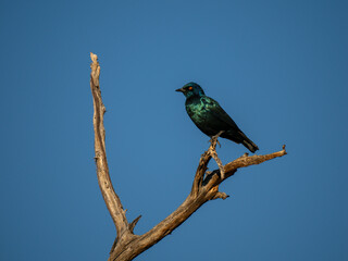 Rotschulter-Glanzstar (Lamprotornis nitens)