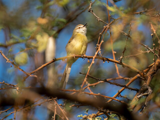 Brustbandprinie (Prinia flavicans)