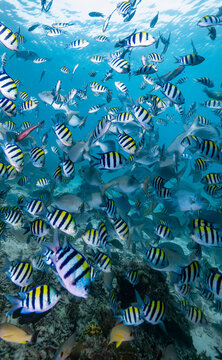 shoal of sergeant major fish in Raja Ampat