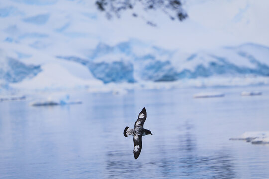Single Cape Petrel flying. Antarctica. Landscape and seascape