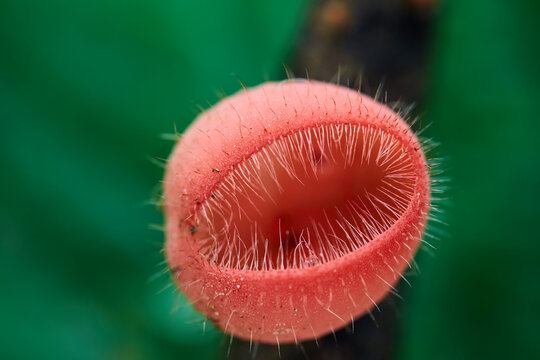 Close-up view of red Cookeina&nbsp; tricholoma (Mont.) Kuntze. Mushroom