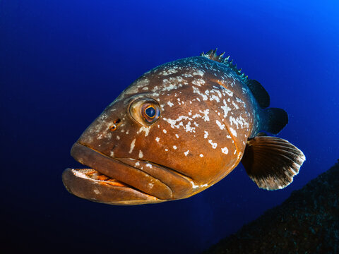 Close-up Dusky Grouper Epinephelous marginatus in Mediterranean sea