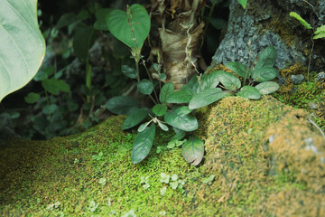 苔の生えた日影の植物たち