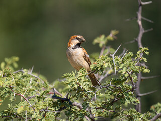 Rostsperling (Passer motitensis)
