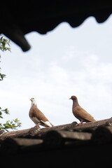 a pair of pigeons perch on the roof under a cloudy sky