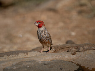 Rotkopfastrild (Amadina erythrocephala)