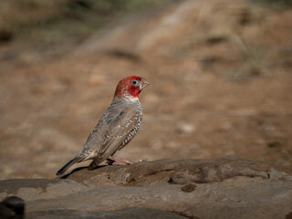 Rotkopfastrild (Amadina erythrocephala)
