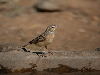 Bergammer (Emberiza tahapisi)