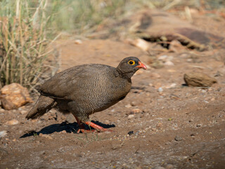 Rotschnabelfrankolin (Pternistis adspersus)