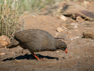 Rotschnabelfrankolin (Pternistis adspersus)