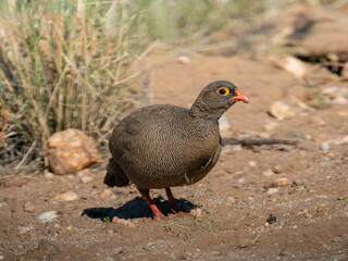 Rotschnabelfrankolin (Pternistis adspersus)