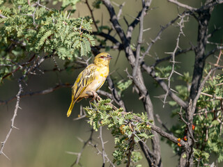 Maskenweber (Ploceus velatus)
