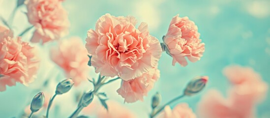 Sweet Color Carnation In Vintage Style For Flora Background