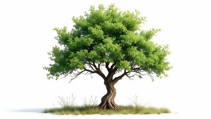 A single, large, green tree with a thick trunk and lush foliage, isolated against a white background. The tree is surrounded by a small patch of grass.