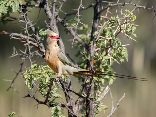 Rotzügel-Mausvogel (Urocolius indicus), auch Brillenmausvogel