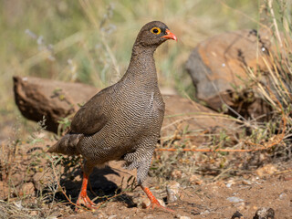 Rotschnabelfrankolin (Pternistis adspersus)