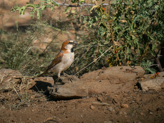 Rostsperling (Passer motitensis)