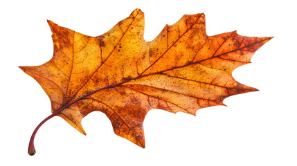 A close-up of a single maple leaf, perfect for Thanksgiving decorations.