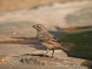 Bergammer (Emberiza tahapisi)
