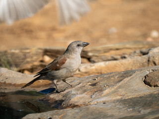 Bergammer (Emberiza tahapisi)