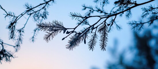 Silhouettes Of Larch Branches Against The Evening Sky