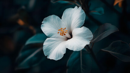 A close-up of a white flower with dark veins, symbolizing danger and beauty.